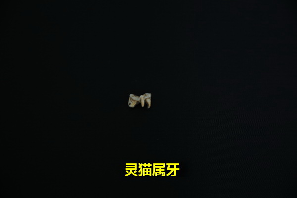 灵猫属12.jpg