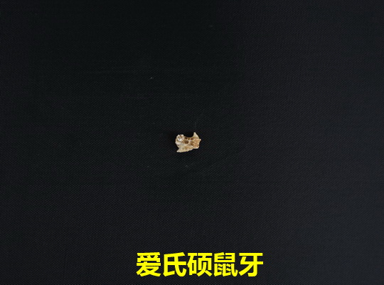 爱氏硕鼠牙_调整大小.jpg