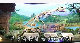 古生物化石x.jpg