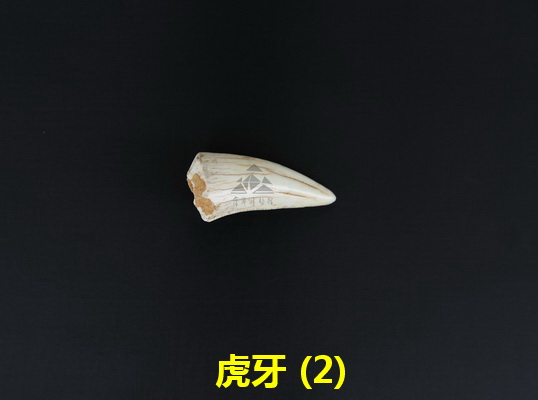 虎牙 (2)_调整大小.jpg