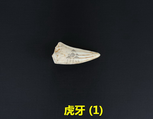 虎牙 (1)_调整大小.jpg