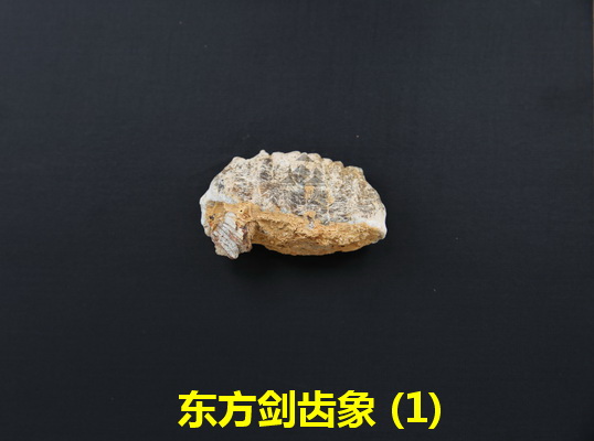 东方剑齿象牙