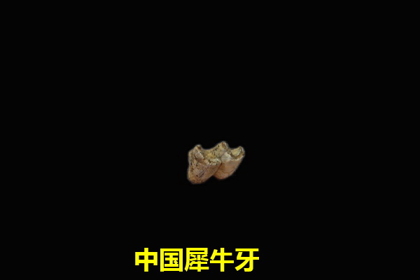 中国犀牛牙