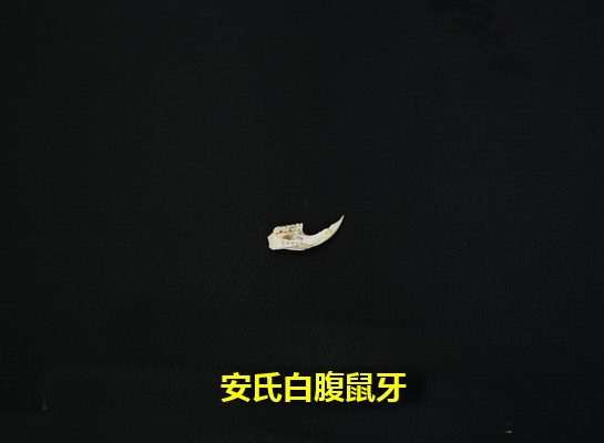 安氏白腹鼠牙