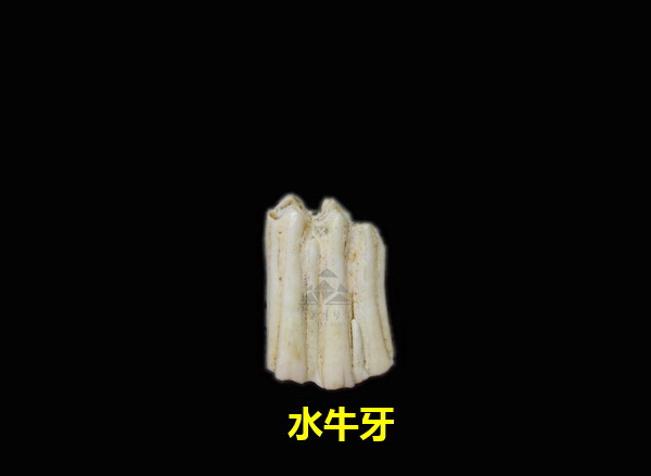 水牛牙