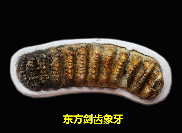 东方剑齿象牙
