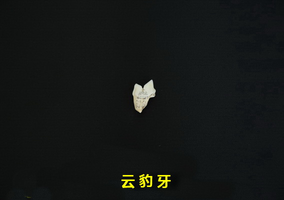 云豹牙